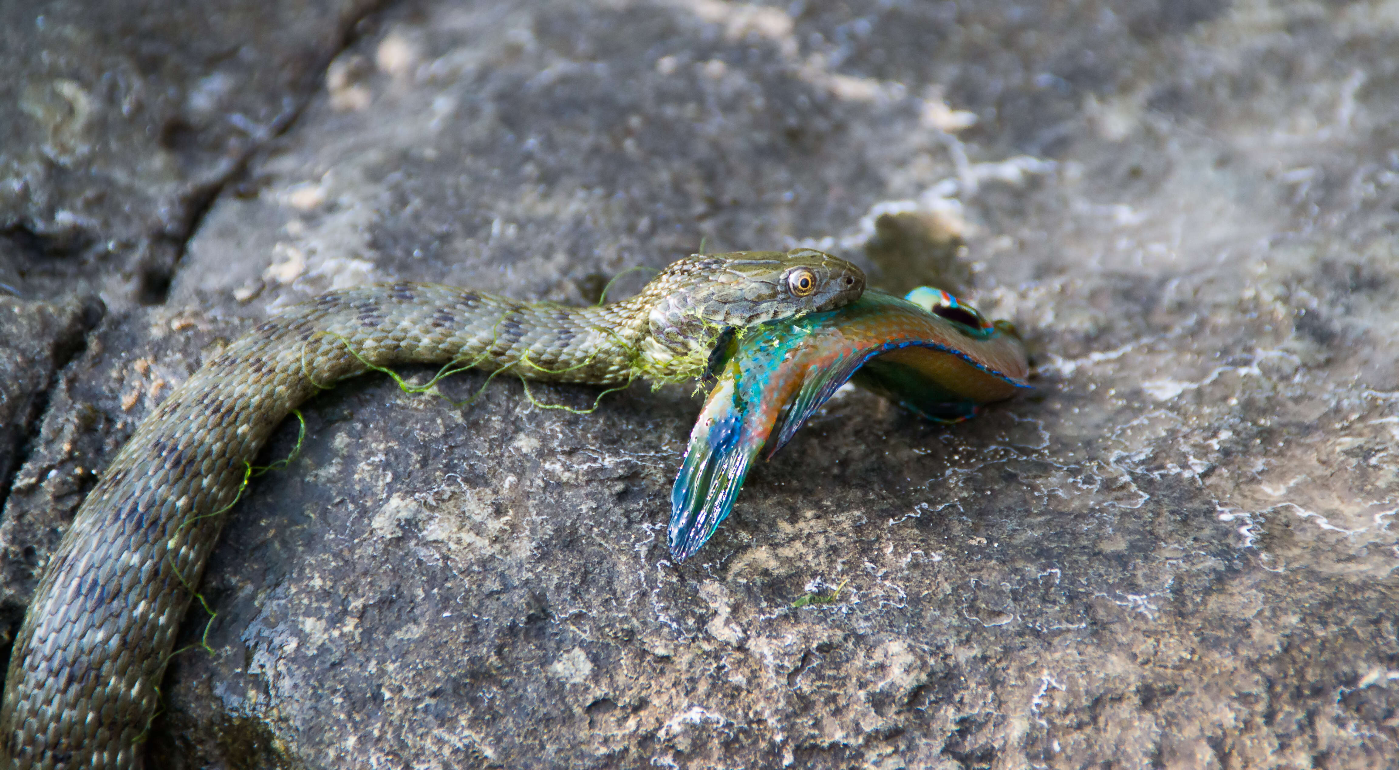 Image of Ocellated Wrasse