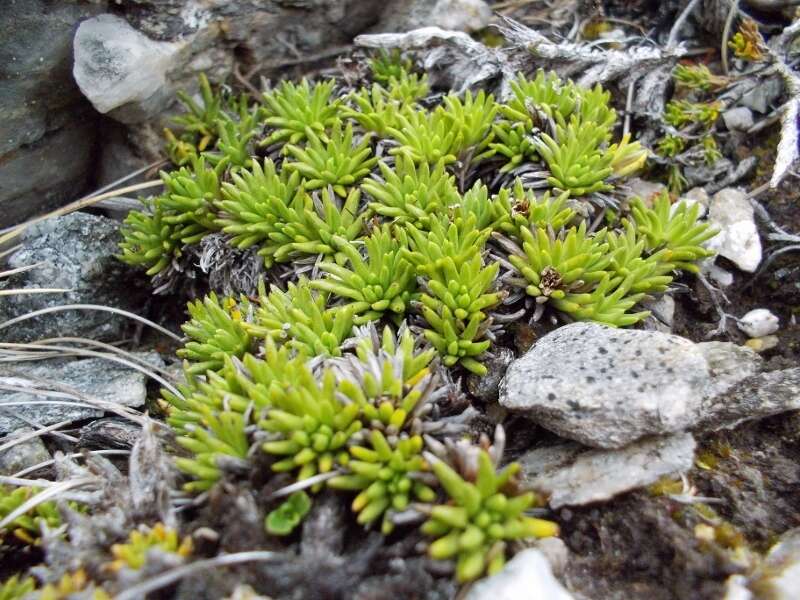 Image of Abrotanella inconspicua Hook. fil.