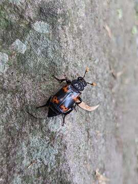 Image of Nicrophorus (Nicrophorus) nepalensis (Hope 1831)