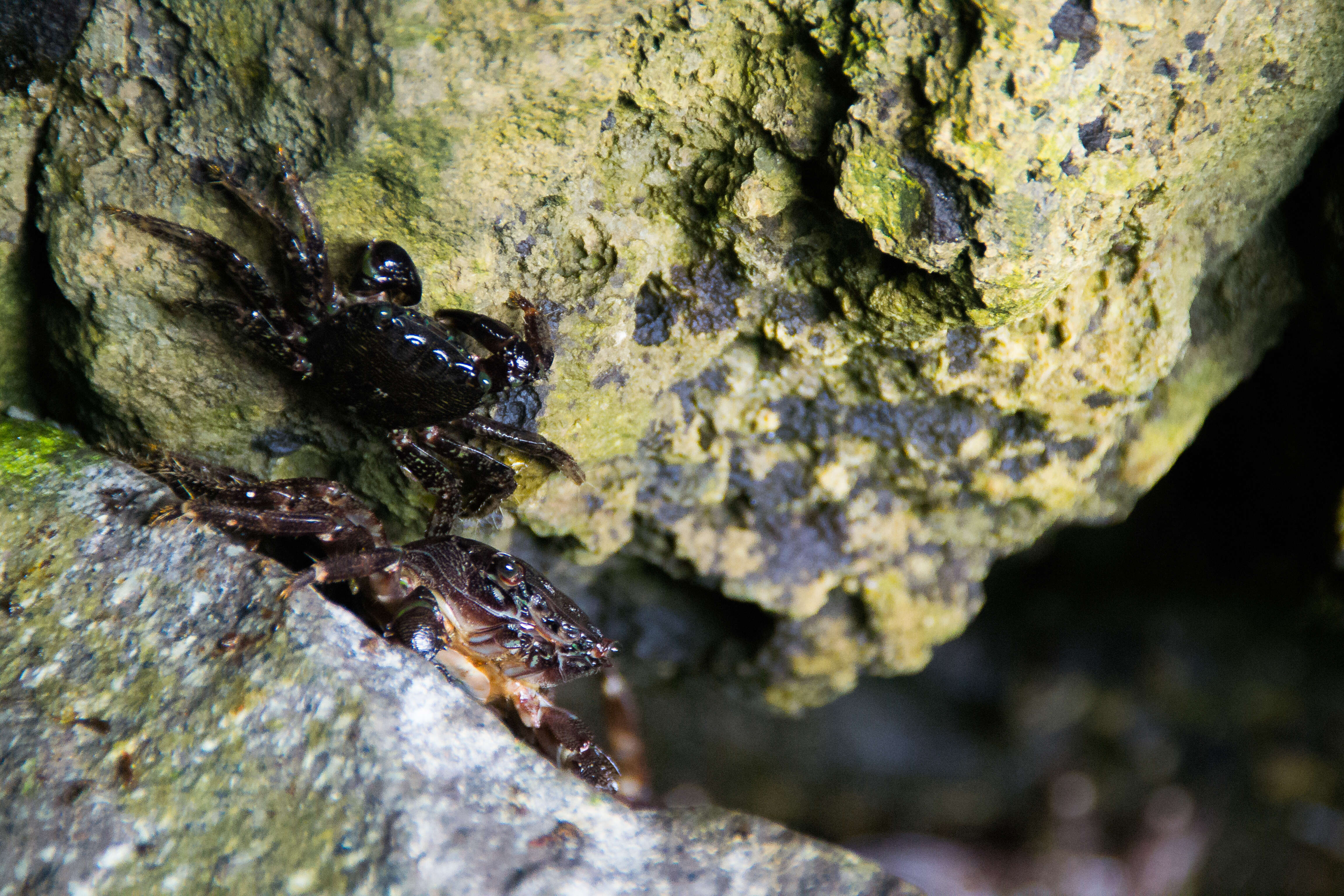 Image of marbled rock crab