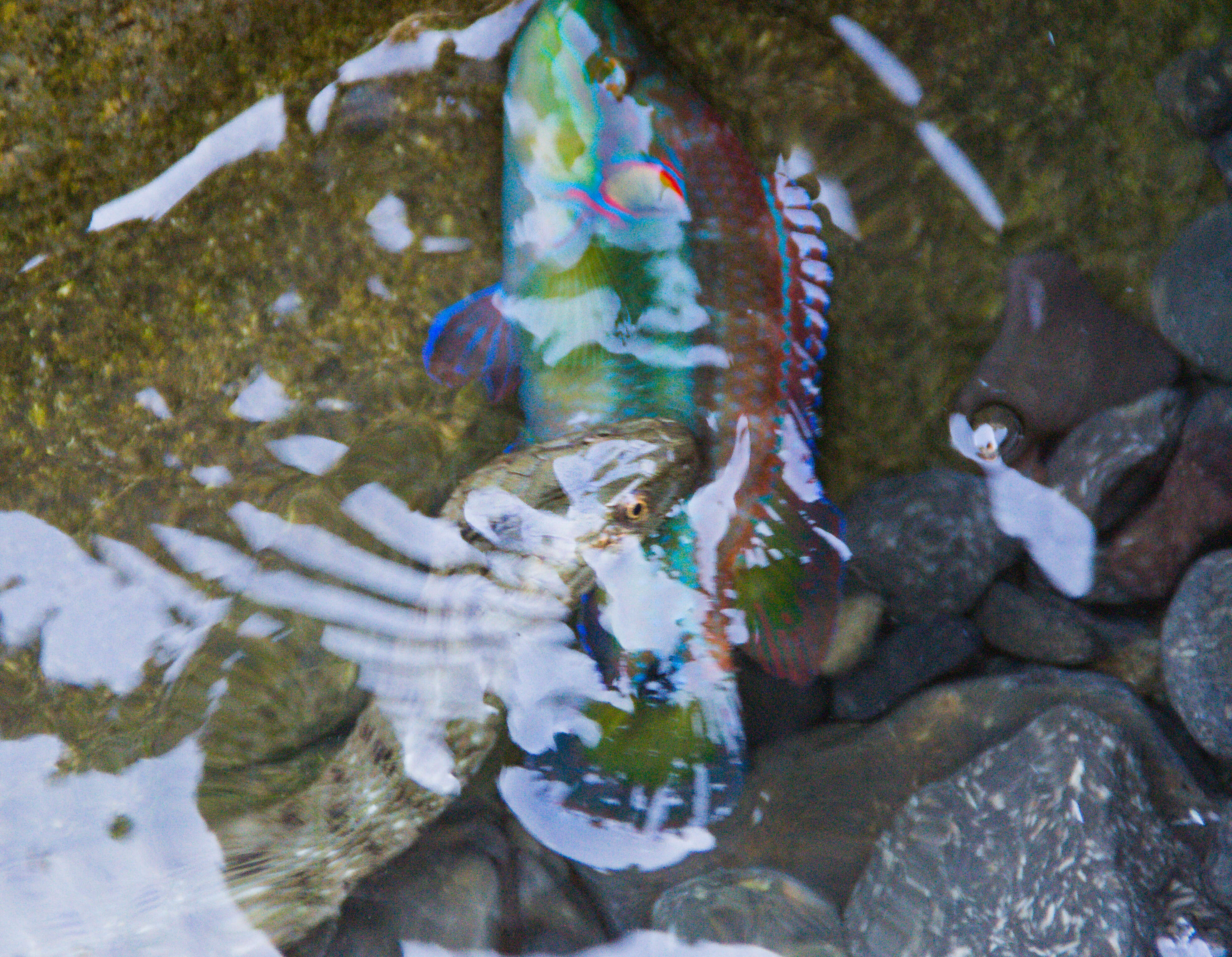 Image of Ocellated Wrasse