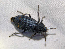 Image of Red-lined Carrion Beetle