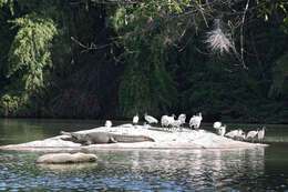 Image of Black-headed Ibis