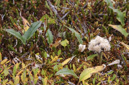 Image of Saussurea tilesii (Ledeb.) Ledeb.