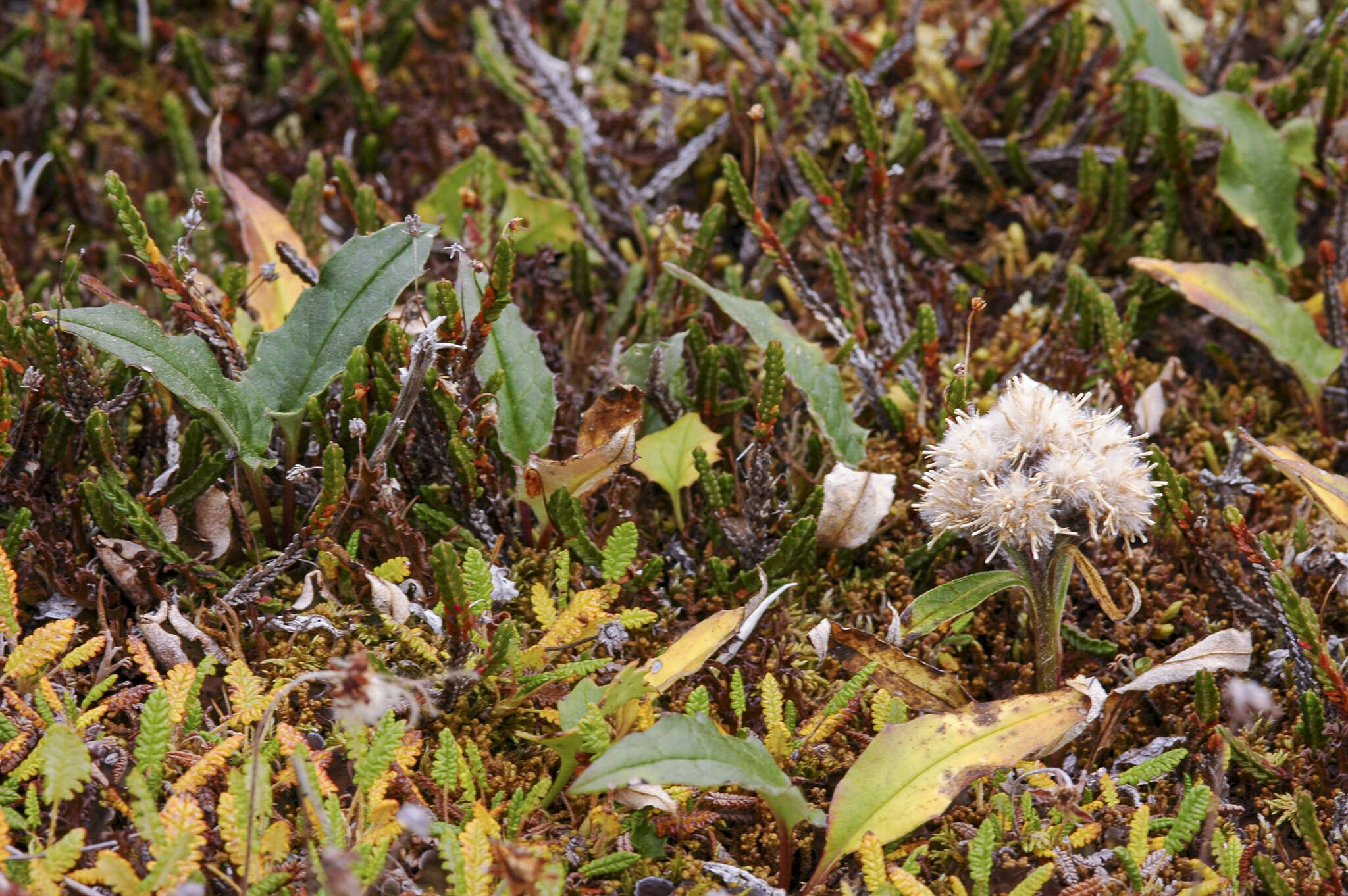 Image of Saussurea tilesii (Ledeb.) Ledeb.