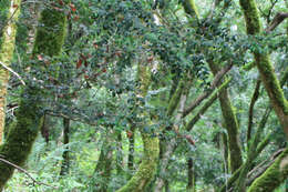 Image of Ilex colchica Pojark.