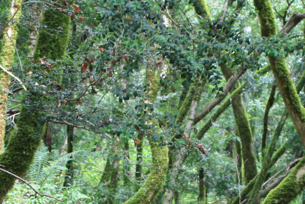 Imagem de Ilex colchica Pojark.