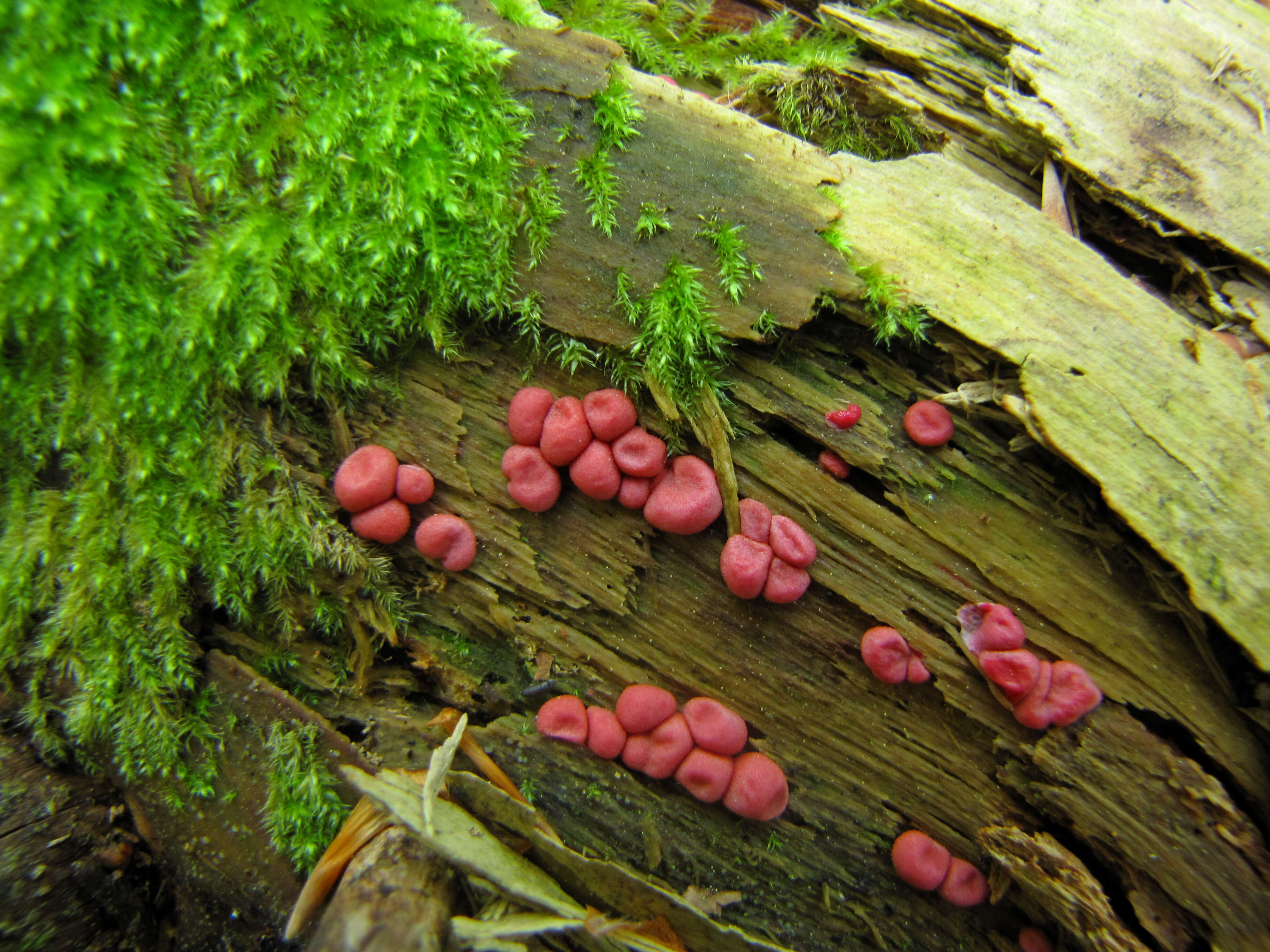 Image of Lycogala epidendrum