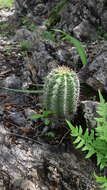 Sivun Echinocereus subinermis subsp. ochoterenae (J. G. Ortega) N. P. Taylor kuva