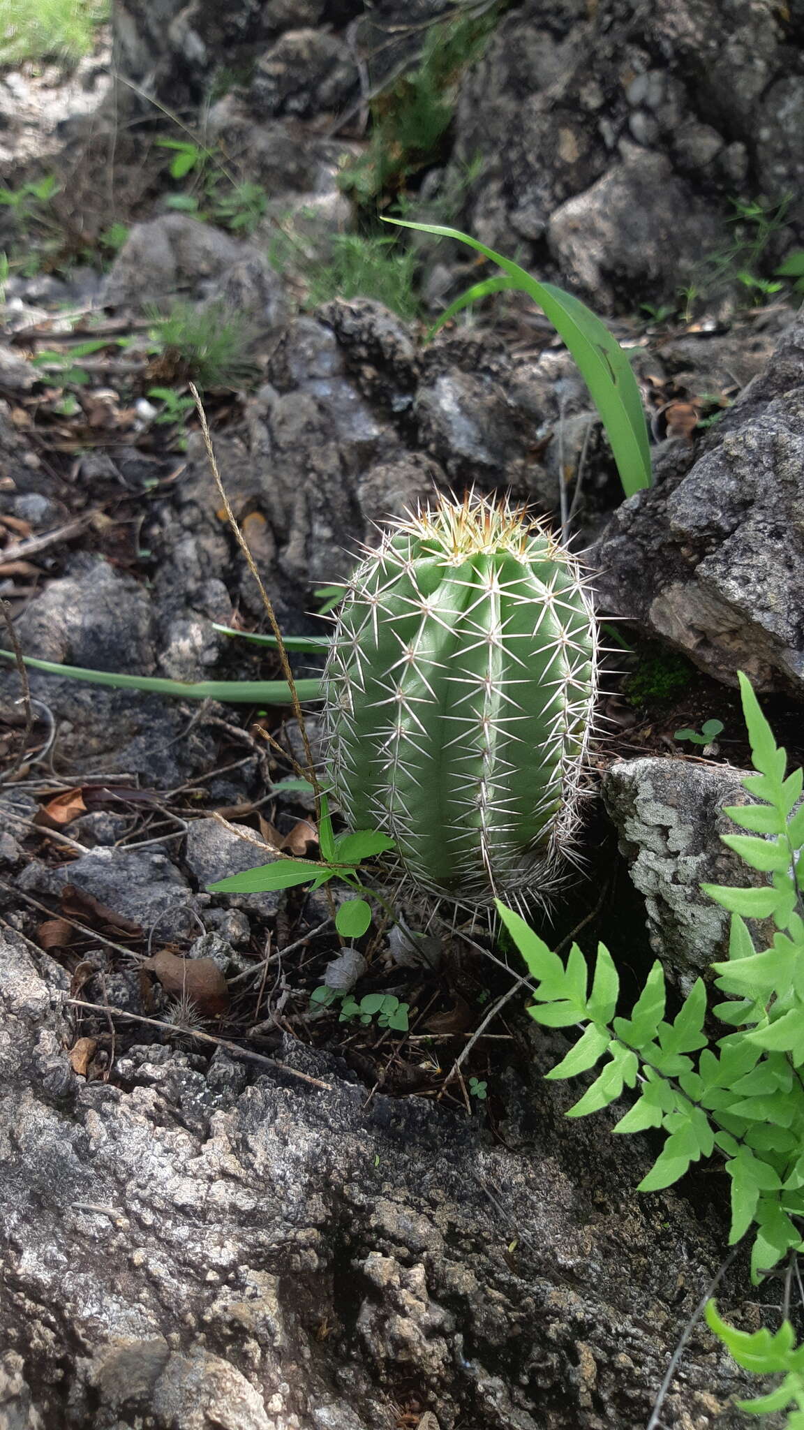 Sivun Echinocereus subinermis subsp. ochoterenae (J. G. Ortega) N. P. Taylor kuva