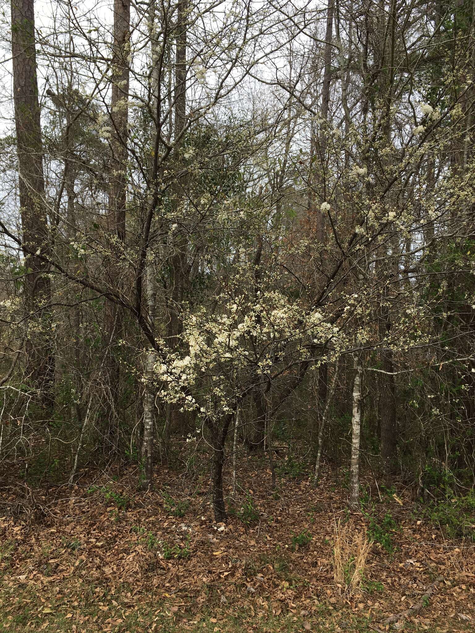 Prunus umbellata Ell. resmi