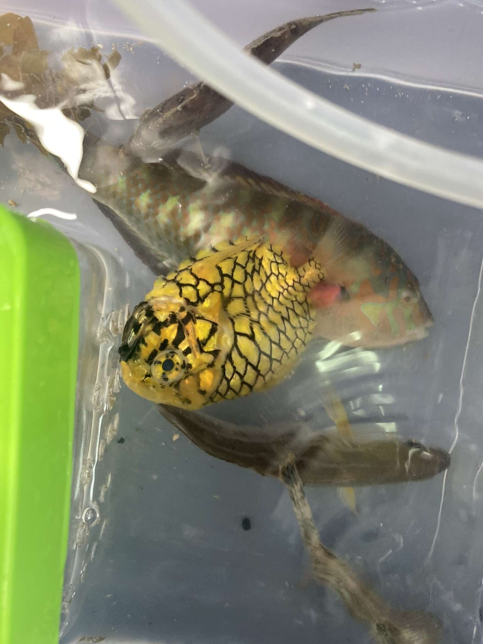 Image of pinecone fishes