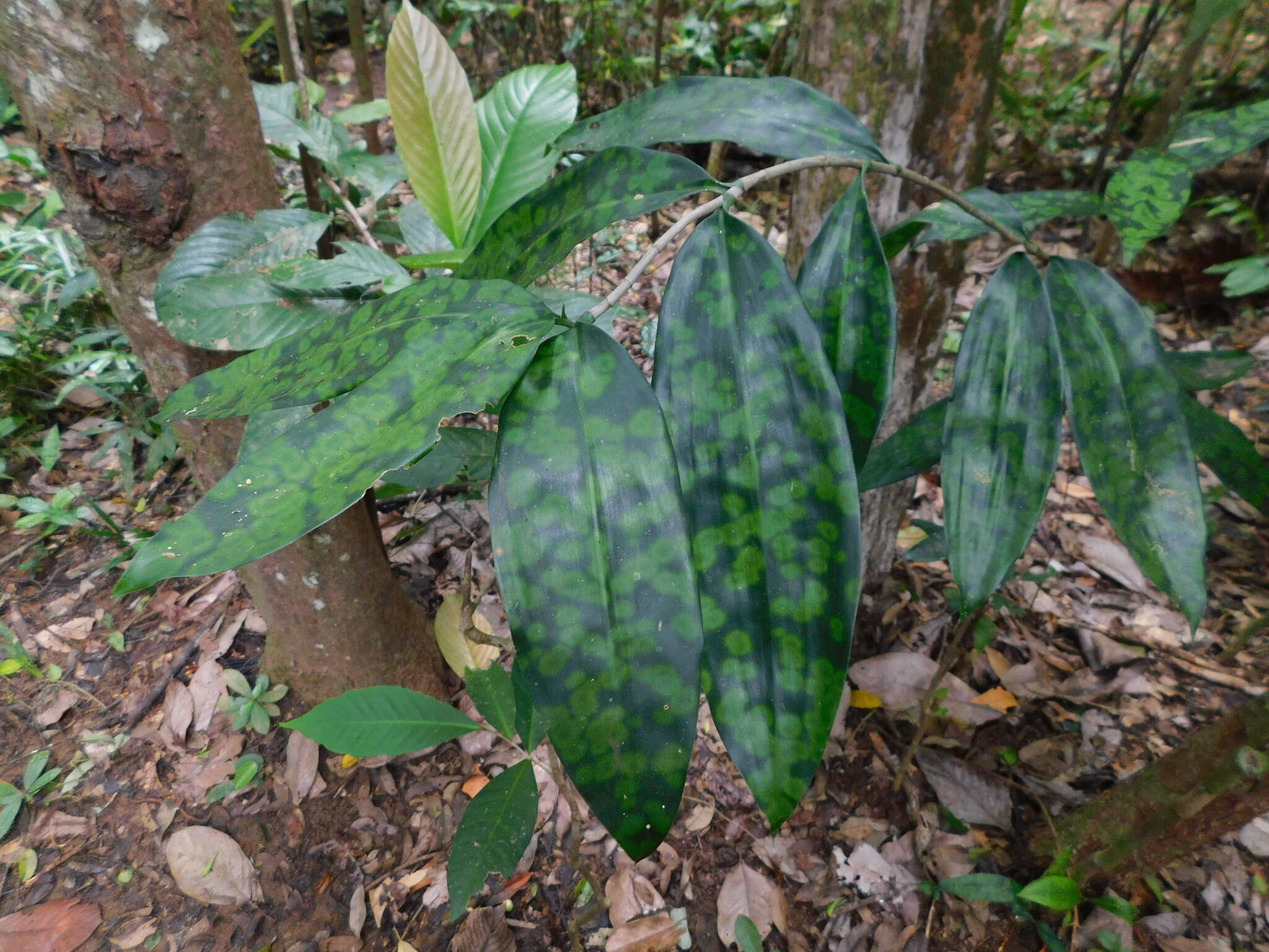 Image of gold dust dracaena