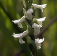 Image of Great Plains lady's tresses