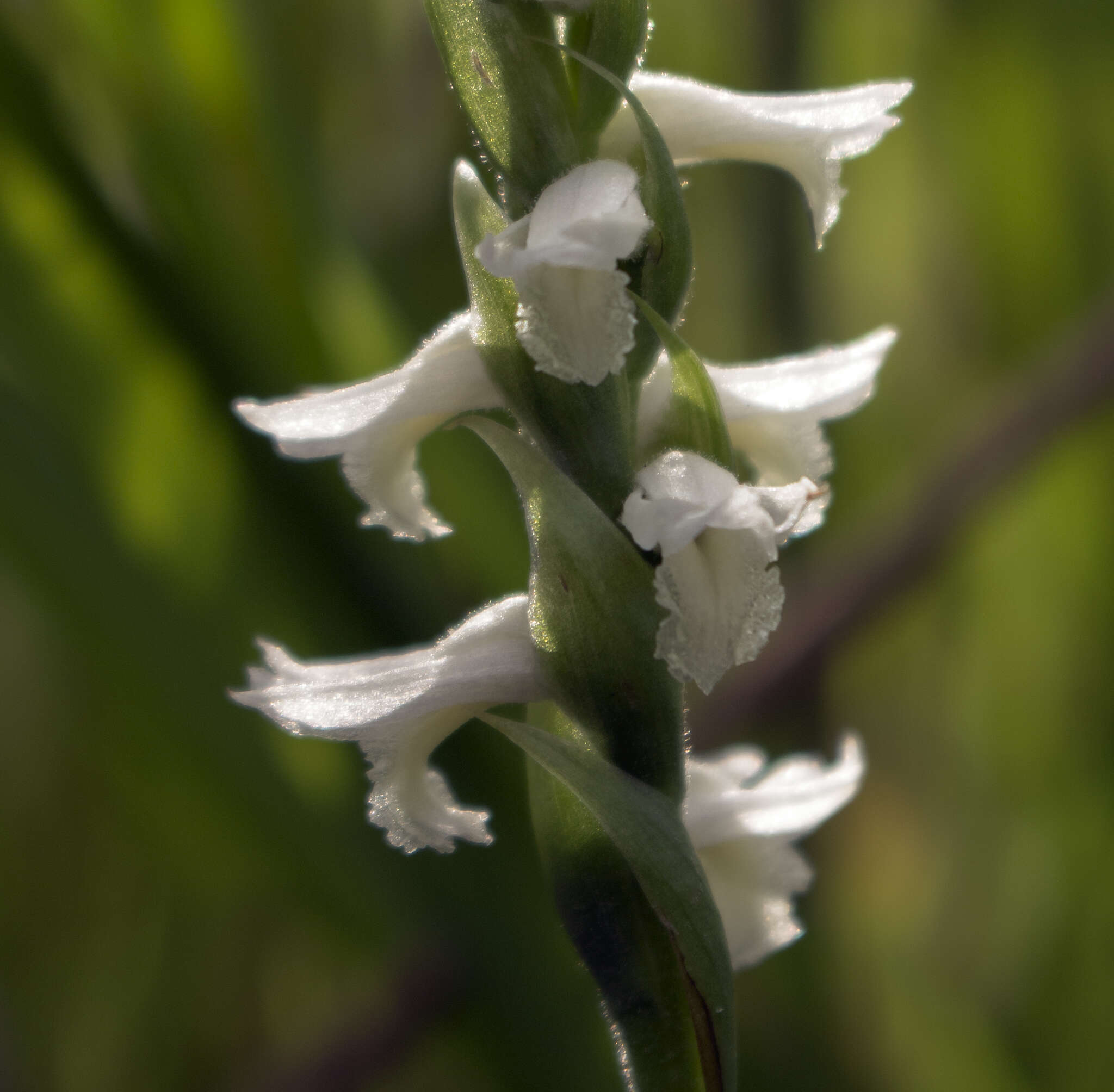 Spiranthes magnicamporum Sheviak的圖片