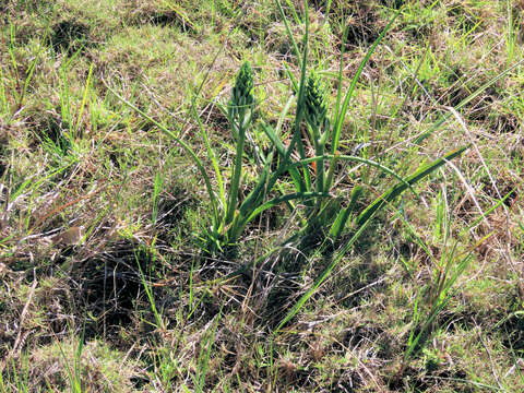 Image de Albuca longifolia Baker