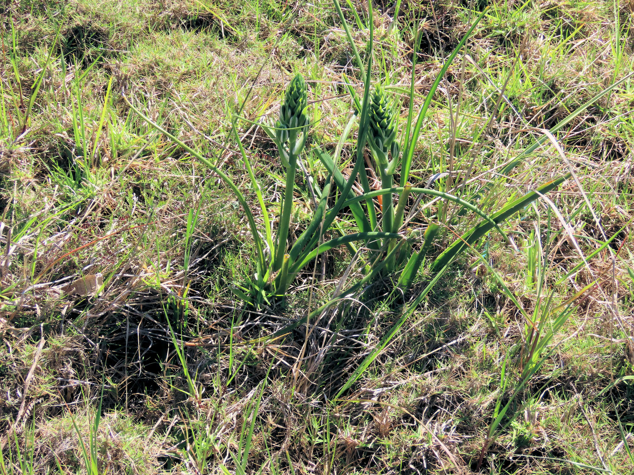 Image of Albuca longifolia Baker