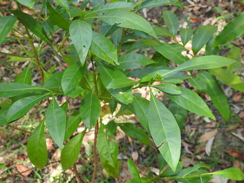 Image of Pavetta australiensis Bremek.