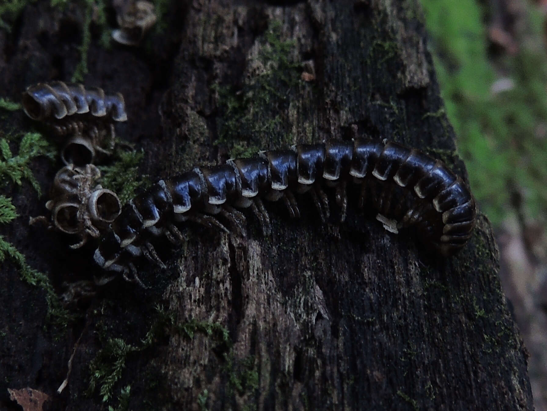 Слика од <i>Arthrophaga myriapodina</i>