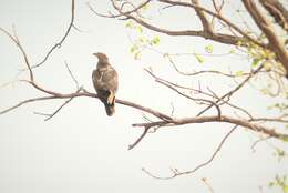 Image of Crested Honey Buzzard