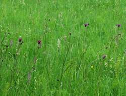 Image of Cirsium pannonicum (L. fil.) Link