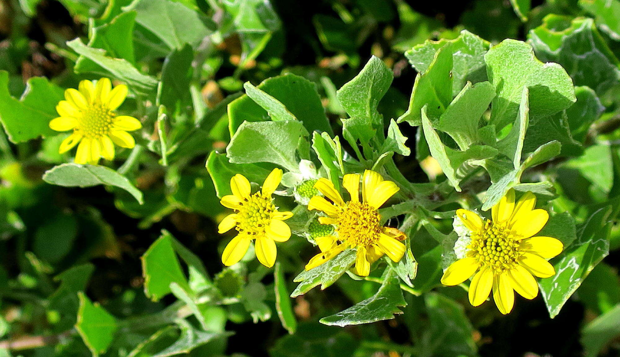 Image of Osteospermum moniliferum subsp. pisiferum (L.) J. C. Manning & Goldblatt