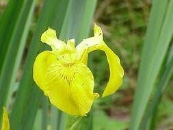 Image of yellow flag, yellow iris