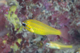 Image of Yellow cardinalfish