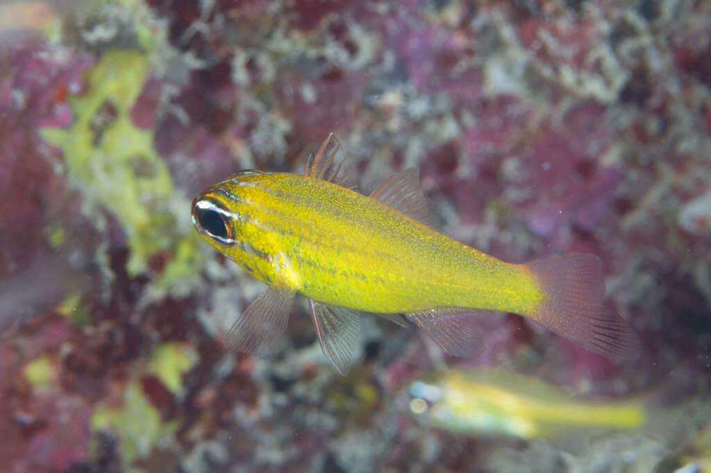 Image of Yellow cardinalfish