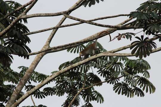 Image of Moustached Guenon