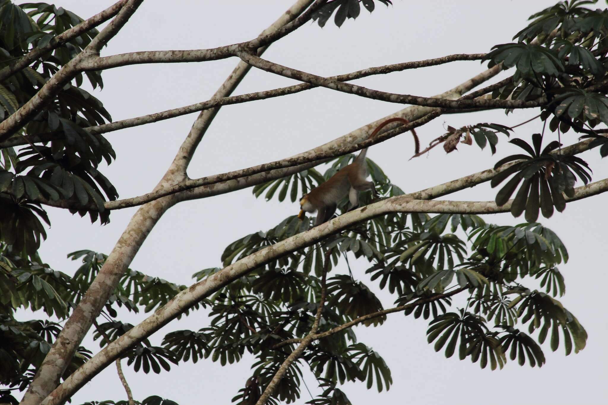 Plancia ëd Cercopithecus cephus (Linnaeus 1758)