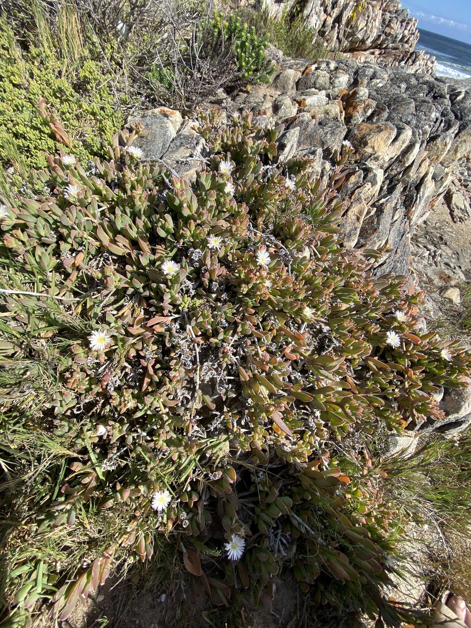 Image of Delosperma guthriei Lavis