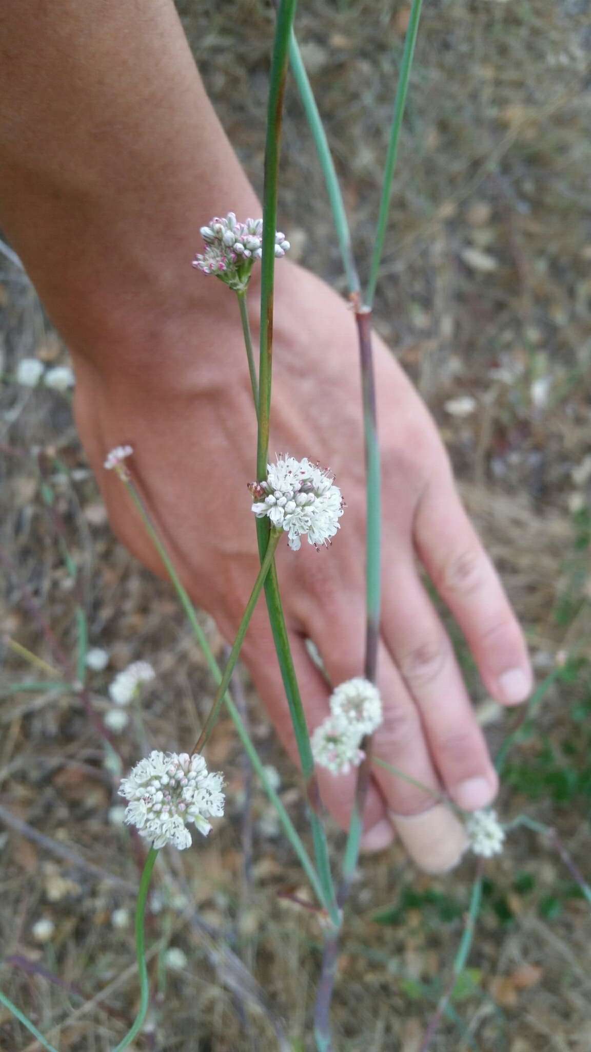 Image of naked buckwheat