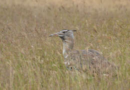 Image of Kori Bustard