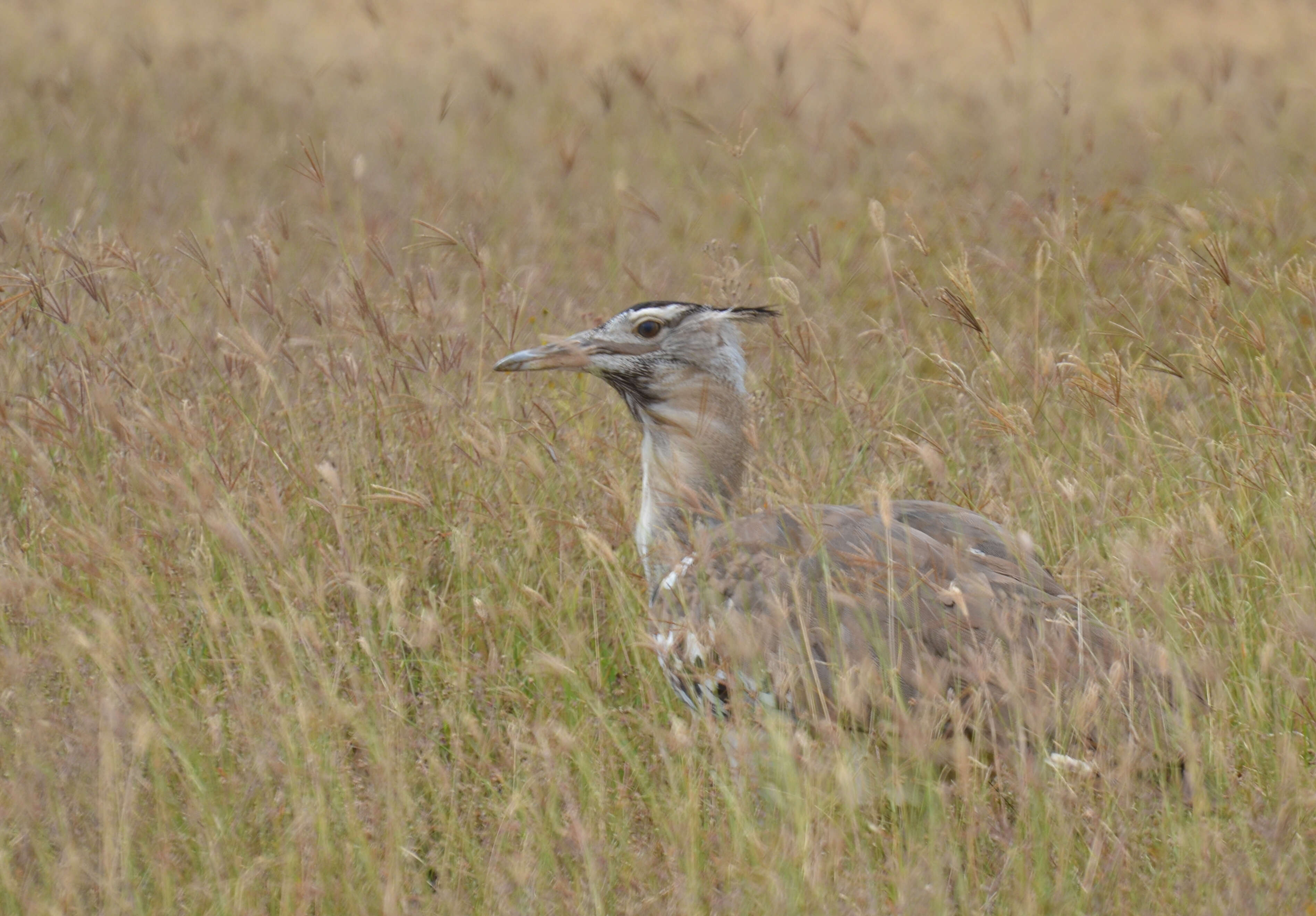 Image of Kori Bustard