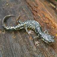 Image of Cumberland Plateau Salamander