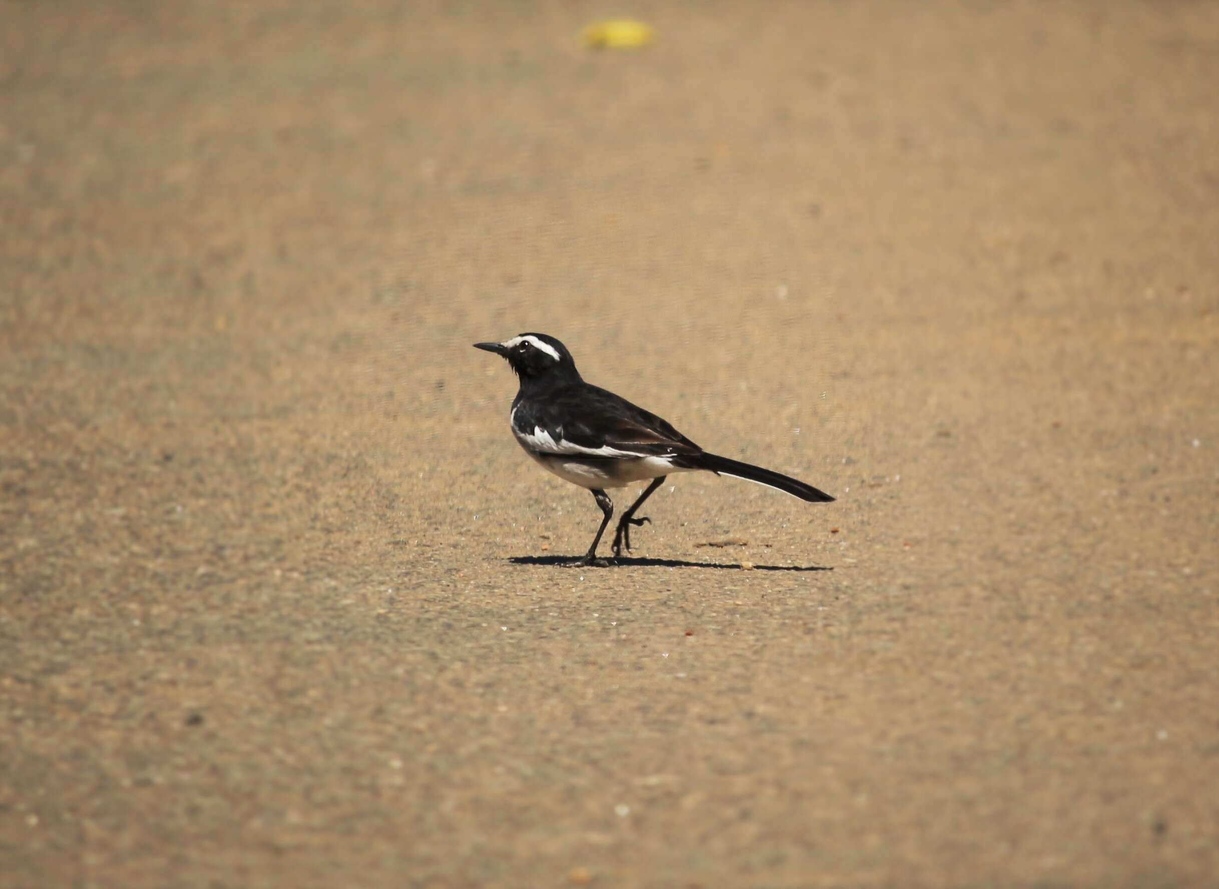 Image of White-browed Wagtail