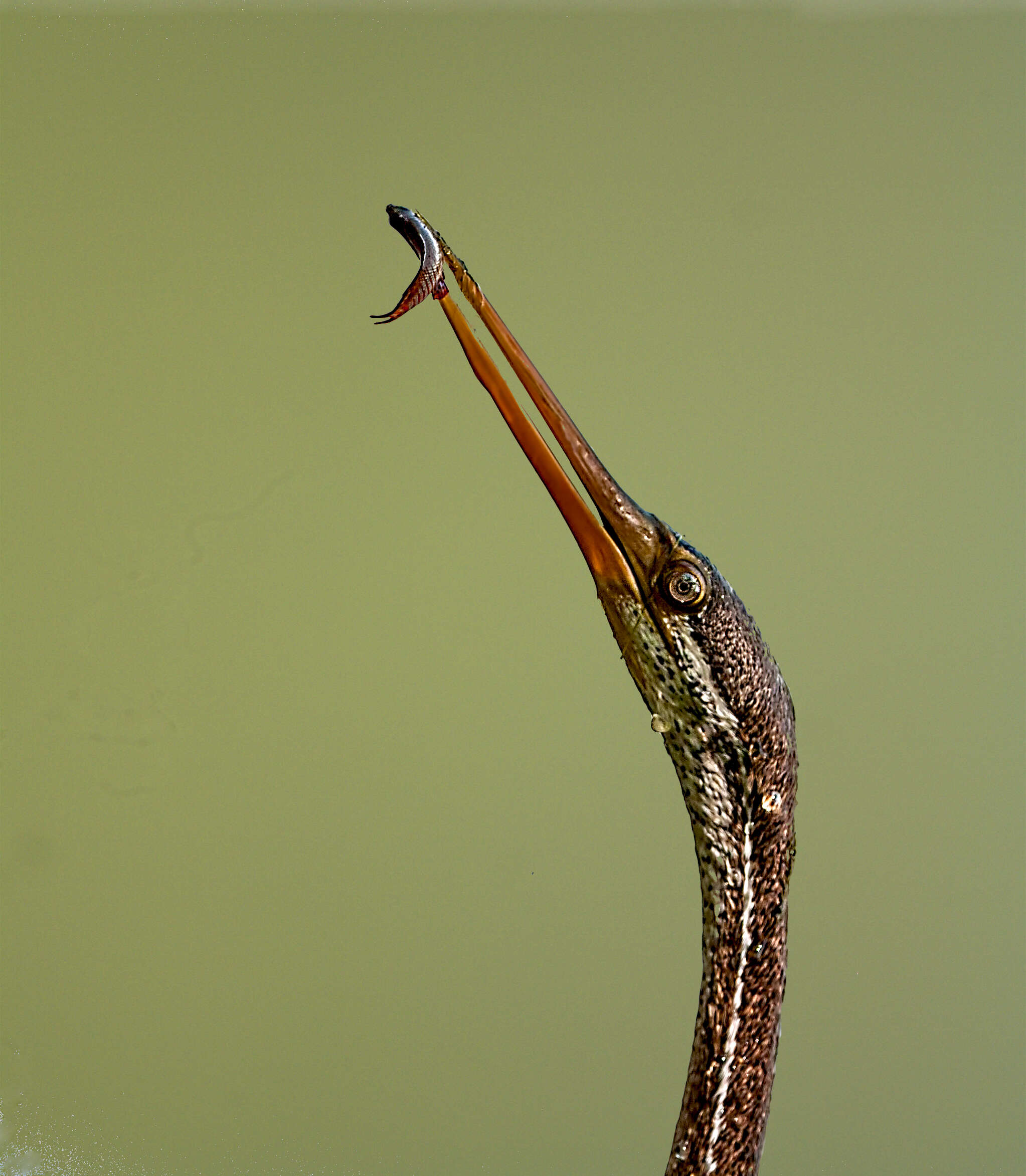 Image of Oriental Darter