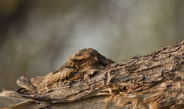 Image of Large-tailed Nightjar