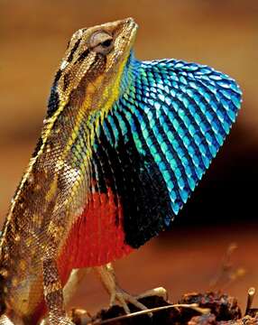 Image of Fan Throated Lizard