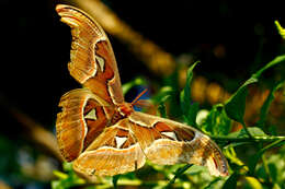 Image de Attacus atlas (Linnaeus 1758)