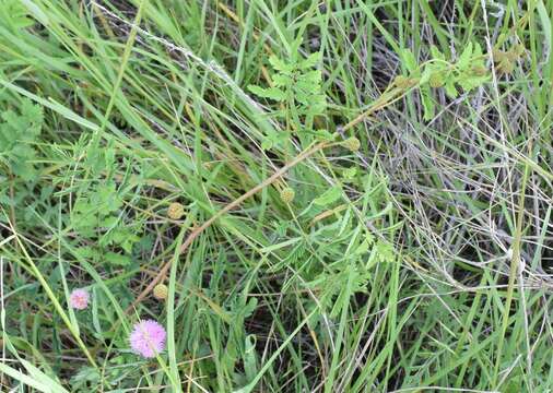 Mimosa quadrivalvis var. platycarpa (A. Gray) Barneby的圖片