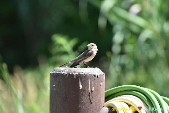 Image of <i>Muscicapa striata tyrrhenica</i>