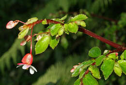 Image of fuchsia begonia