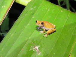 Image of Koechlin's Treefrog