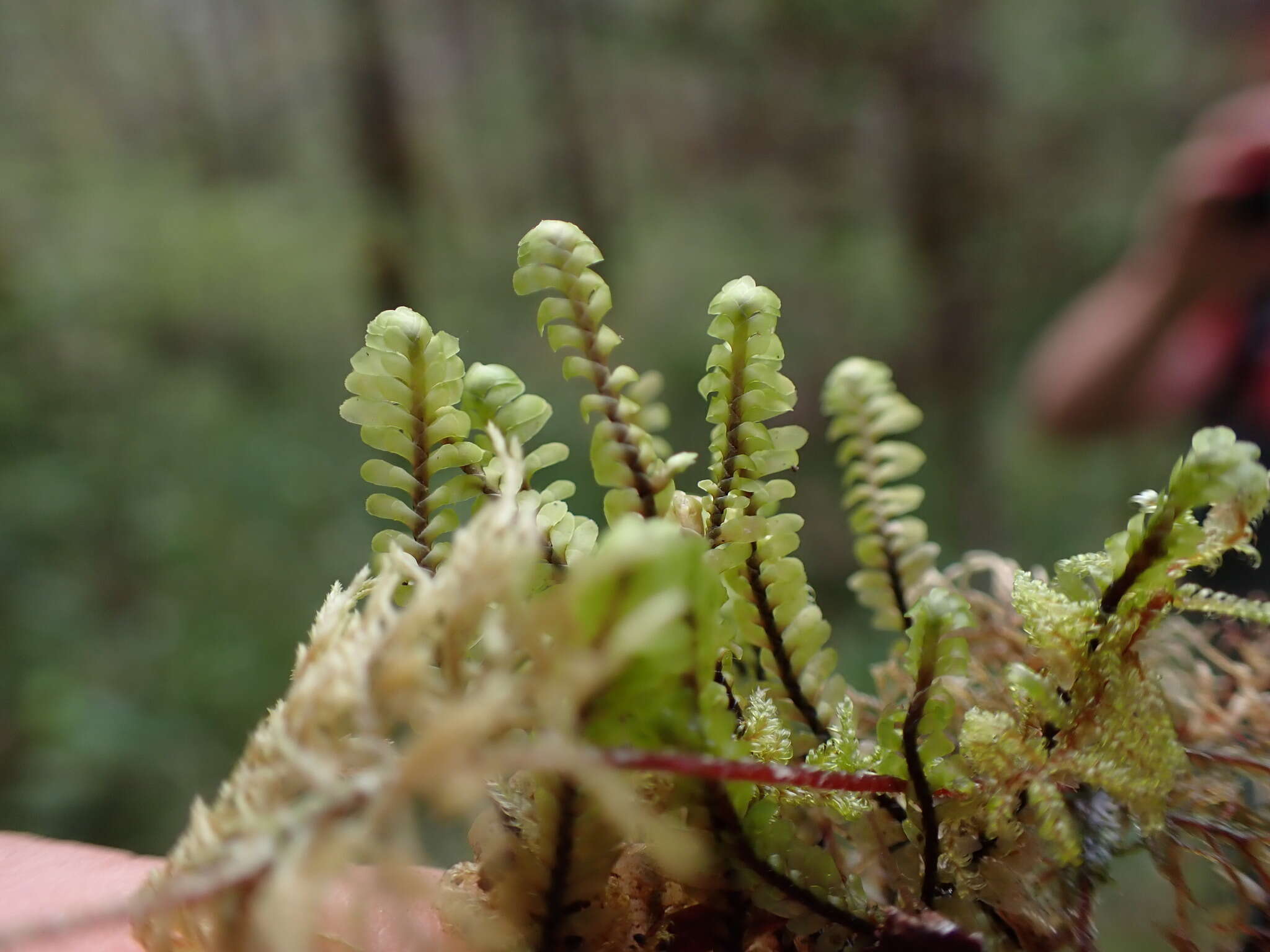 Image of Macrodiplophyllum rubrum D. H. Wagner