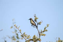 Image of Purple Sunbird