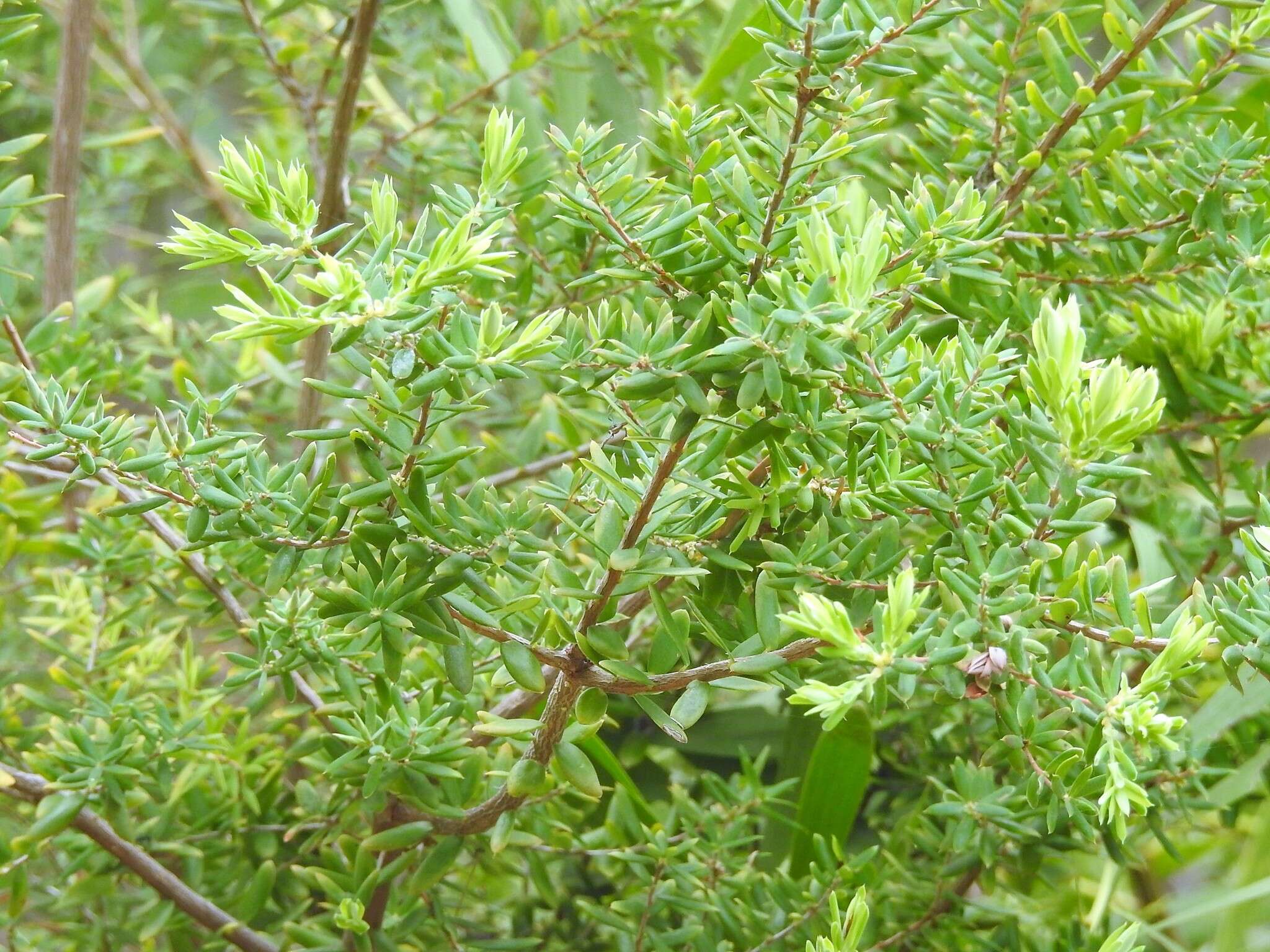 Image of Monotoca elliptica (Smith) R. Br.