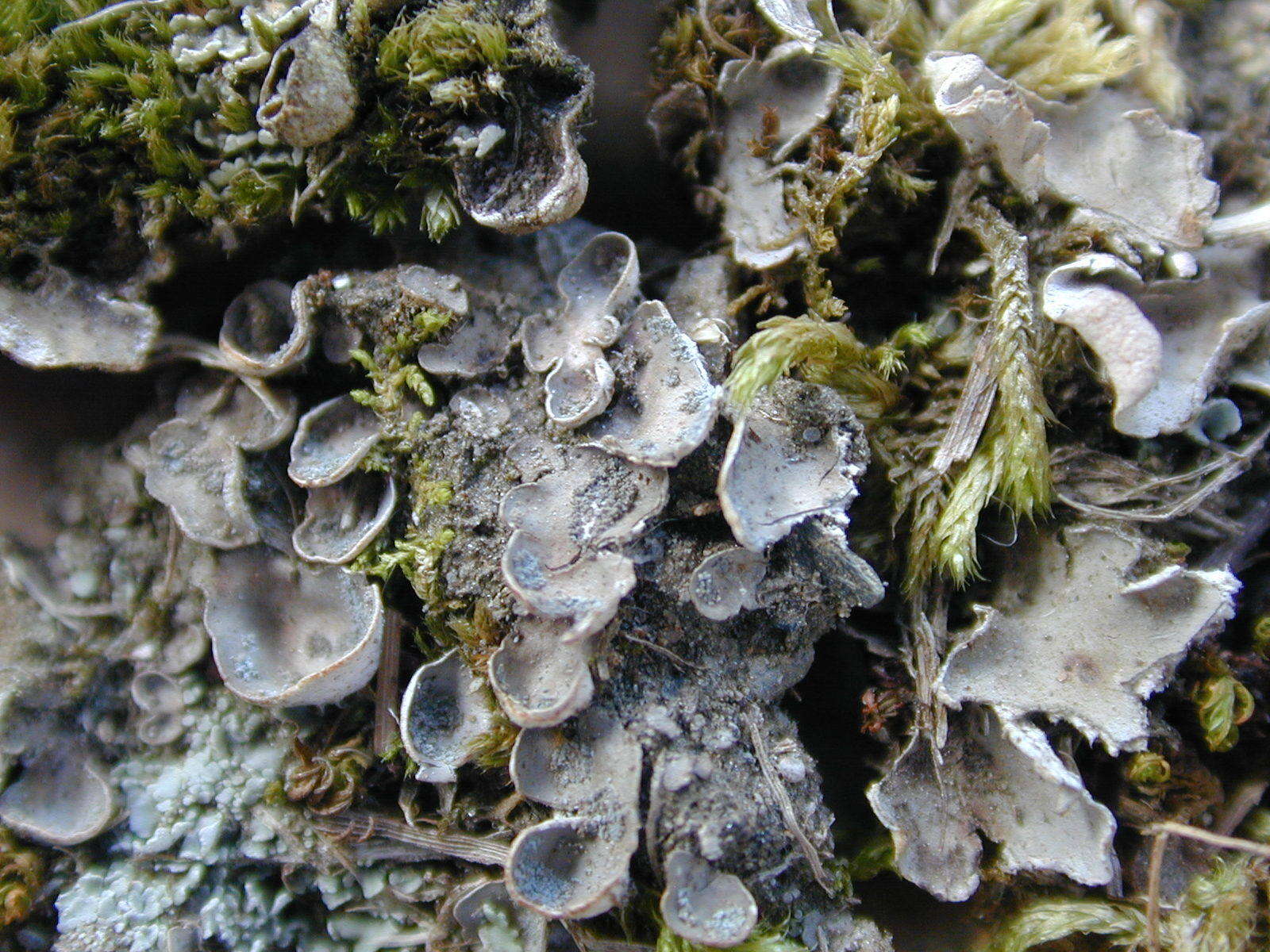 Peltigera didactyla (With.) J. R. Laundon的圖片