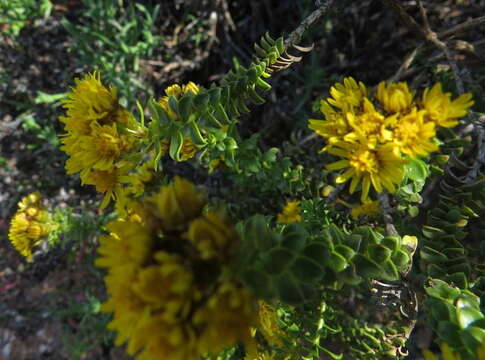 Plancia ëd Oedera squarrosa (L.) A. A. Anderberg & K. Bremer